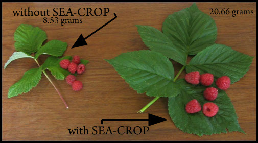 raspberries.jpg